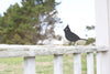 Metal Bird Cardinal Statue |   garden ornament bird art bird watcher grandparent gift lawn patio