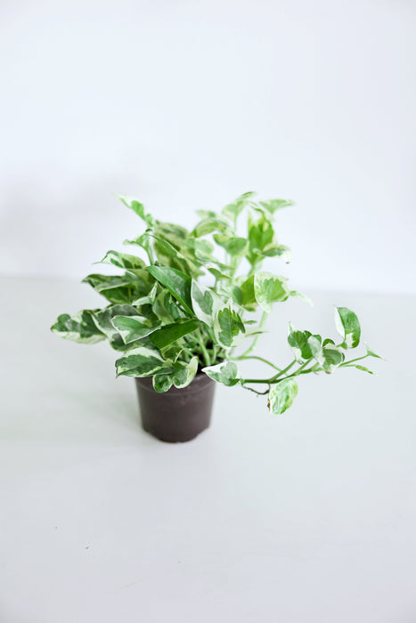Pearls and Jade Pothos
