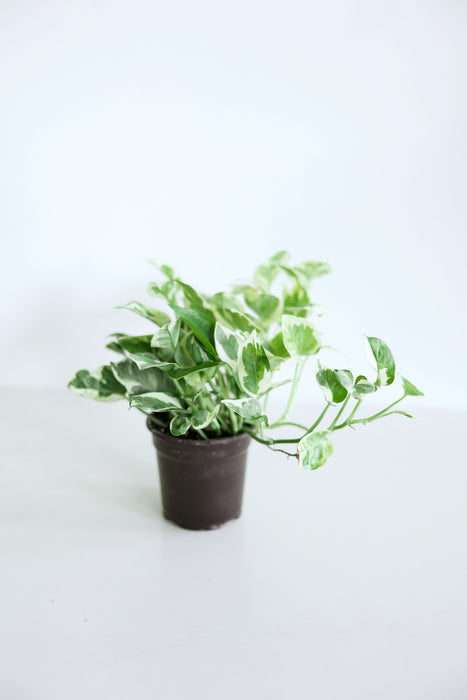 Pearls and Jade Pothos