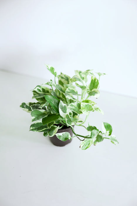 Pearls and Jade Pothos