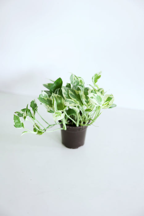 Pearls and Jade Pothos