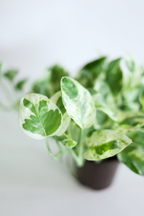 Pearls and Jade Pothos