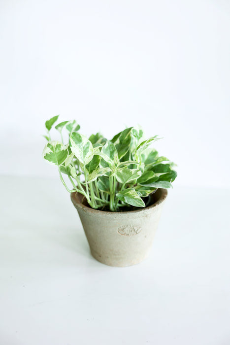 Pearls and Jade Pothos