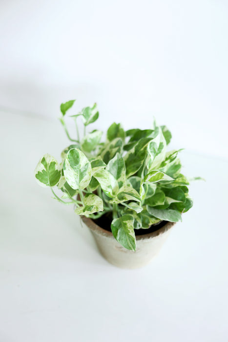 Pearls and Jade Pothos