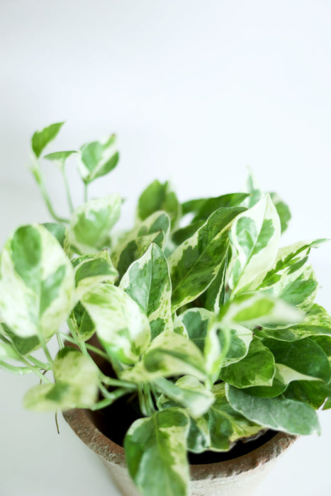 Pearls and Jade Pothos