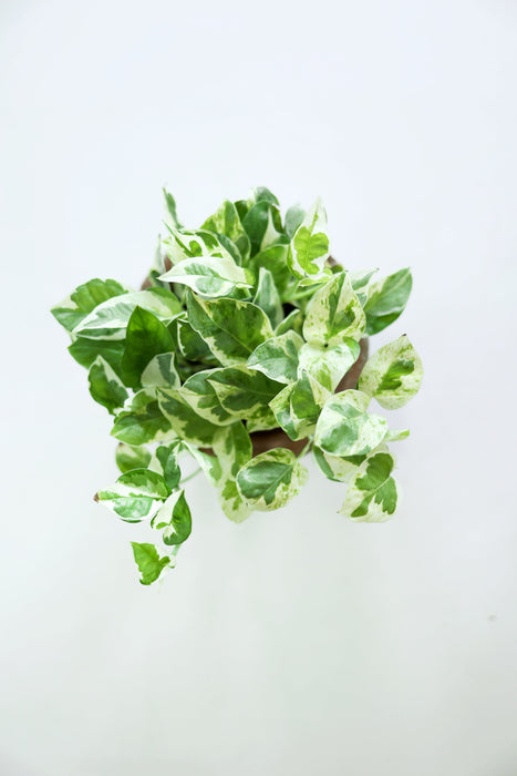 Pearls and Jade Pothos