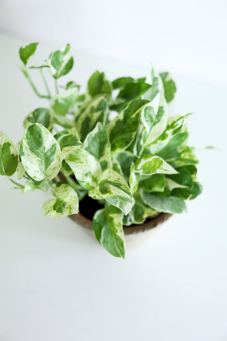 Pearls and Jade Pothos