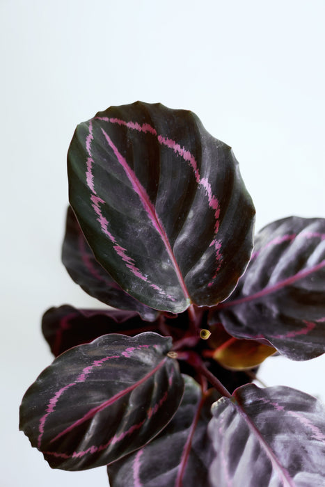 Dottie Calathea  (Calathea Roseopicta)