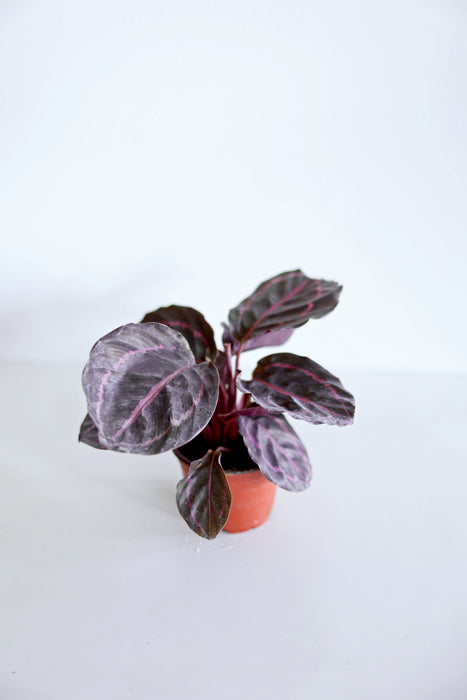 Dottie Calathea  (Calathea Roseopicta)