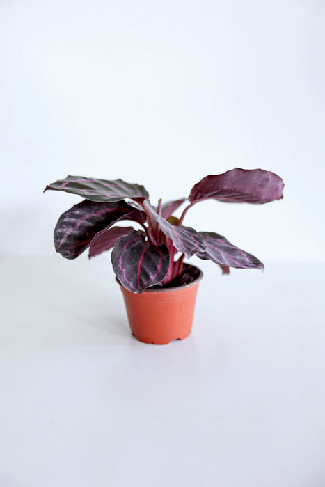 Dottie Calathea  (Calathea Roseopicta)