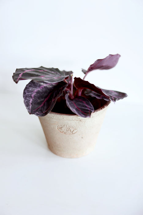 Dottie Calathea  (Calathea Roseopicta)