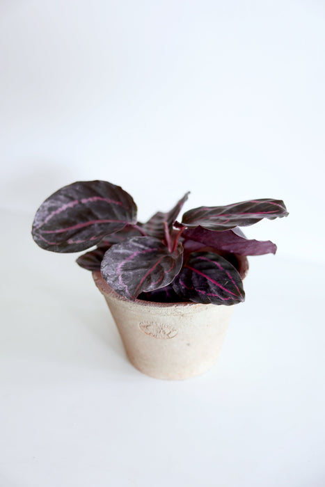 Dottie Calathea  (Calathea Roseopicta)