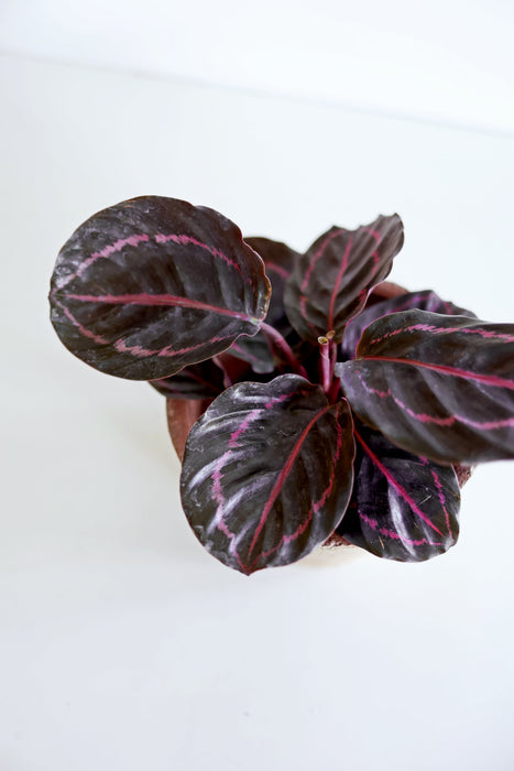 Dottie Calathea  (Calathea Roseopicta)