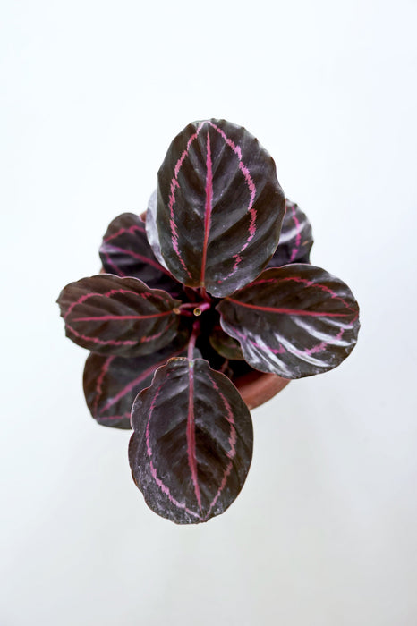 Dottie Calathea  (Calathea Roseopicta)