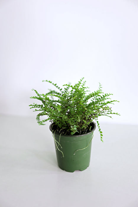 Lemon Button Fern