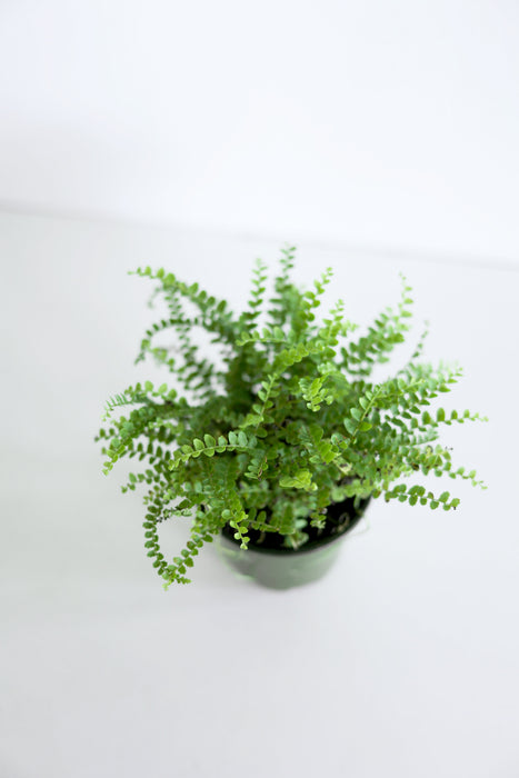 Lemon Button Fern