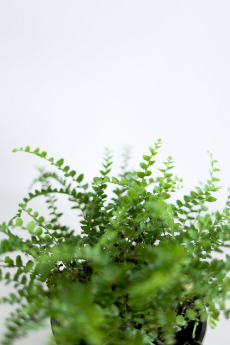 Lemon Button Fern