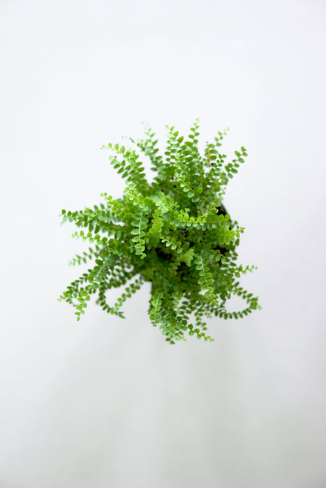 Lemon Button Fern
