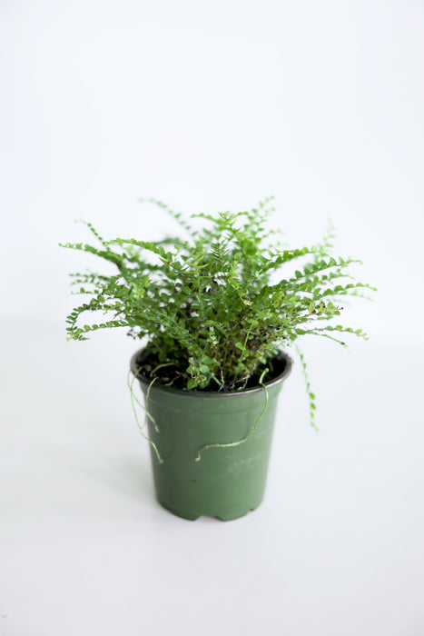 Lemon Button Fern