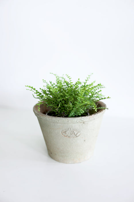 Lemon Button Fern