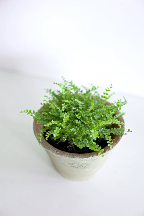 Lemon Button Fern