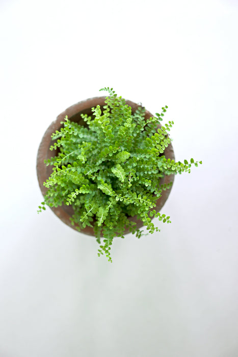 Lemon Button Fern