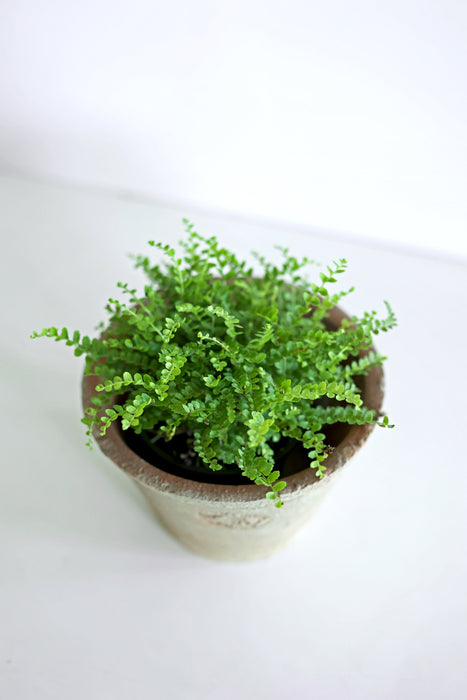 Lemon Button Fern