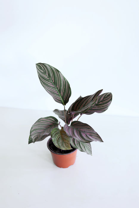 Pinstripe Calathea (Calathea Ornata)