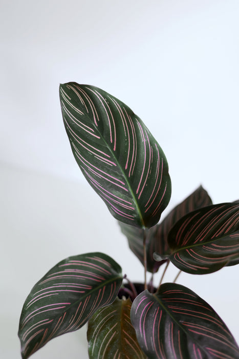 Pinstripe Calathea (Calathea Ornata)