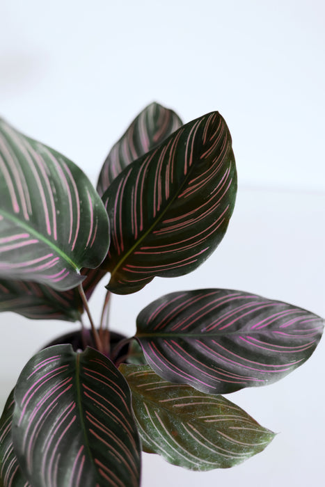 Pinstripe Calathea (Calathea Ornata)