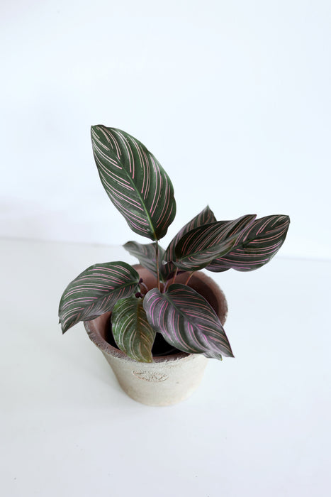 Pinstripe Calathea (Calathea Ornata)