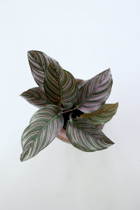 Pinstripe Calathea (Calathea Ornata)