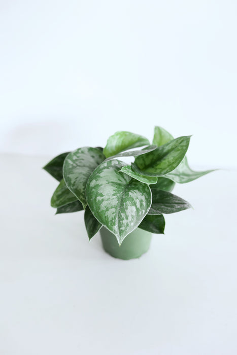 Scindapsus Pictus 'Exotica'