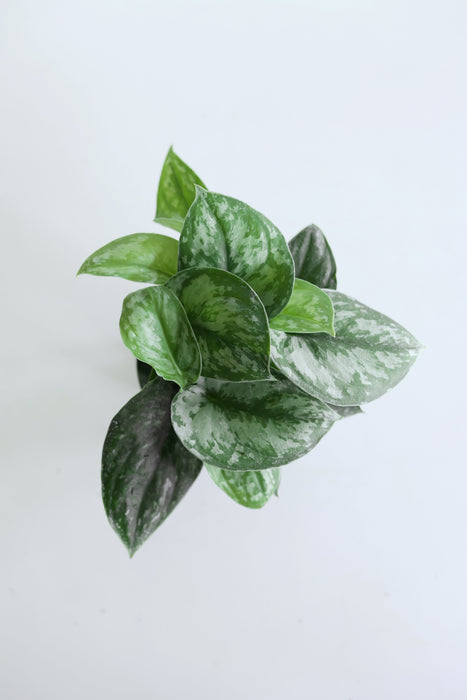 Scindapsus Pictus 'Exotica'