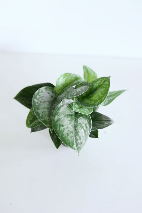 Scindapsus Pictus 'Exotica'
