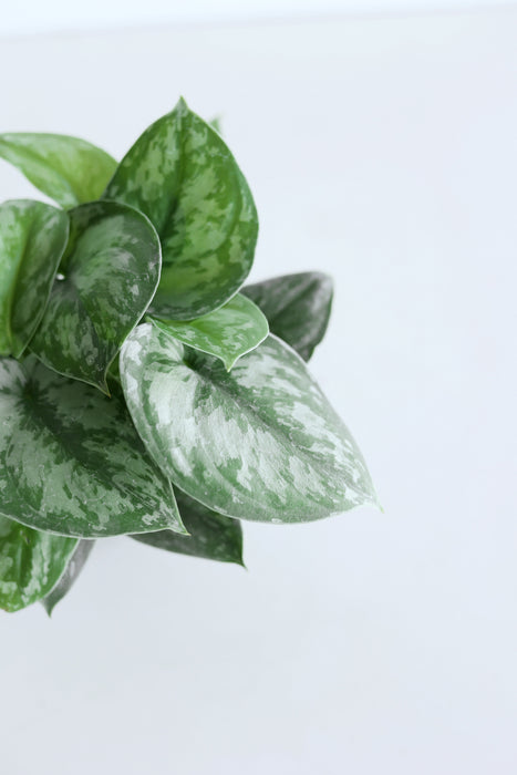 Scindapsus Pictus 'Exotica'