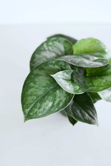 Scindapsus Pictus 'Exotica'