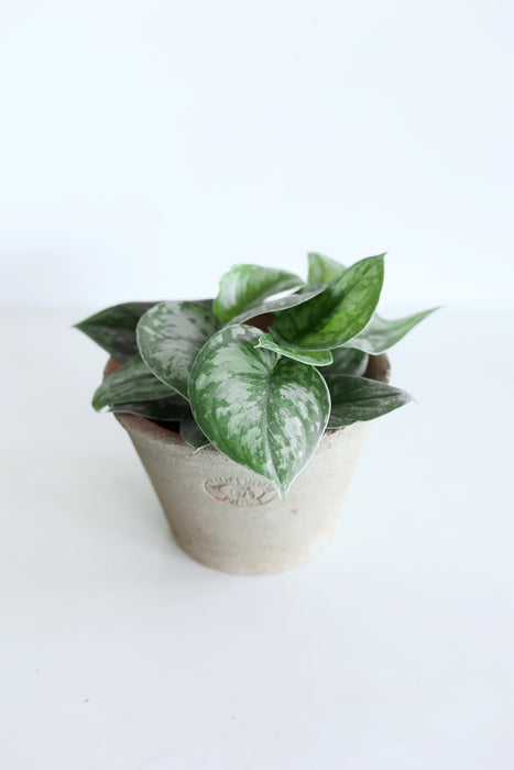 Scindapsus Pictus 'Exotica'