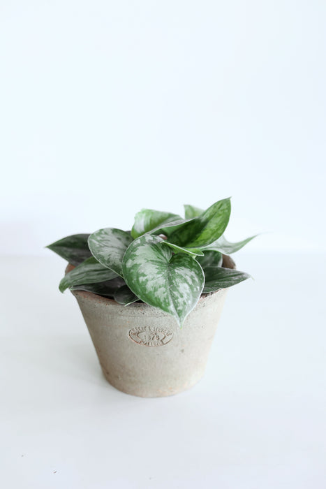 Scindapsus Pictus 'Exotica'