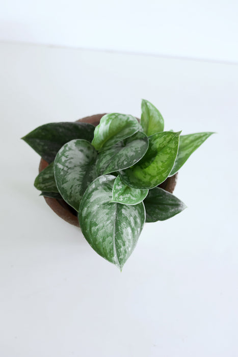 Scindapsus Pictus 'Exotica'