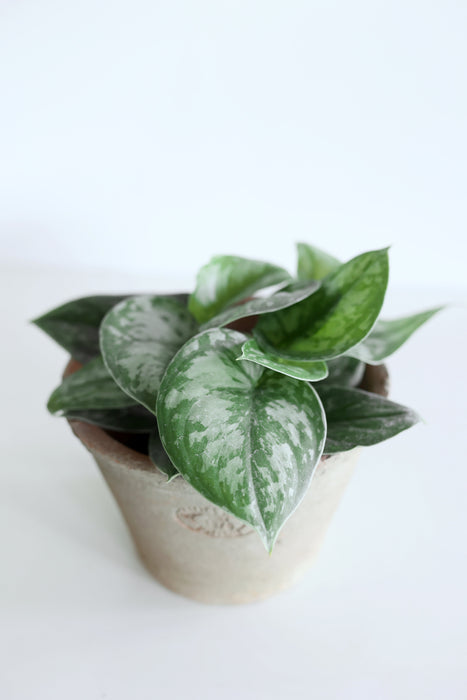 Scindapsus Pictus 'Exotica'