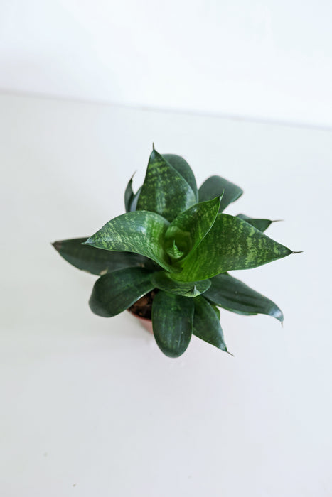 'Zeylonica' Snake Plant (Sansevieria)