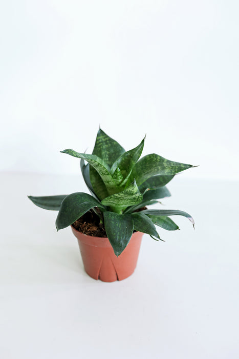 'Zeylonica' Snake Plant (Sansevieria)