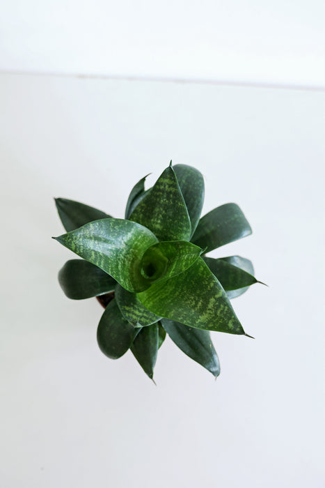 'Zeylonica' Snake Plant (Sansevieria)