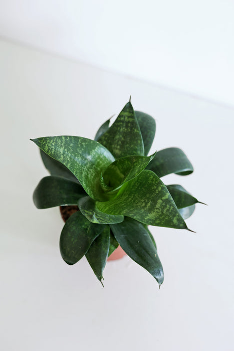 'Zeylonica' Snake Plant (Sansevieria)