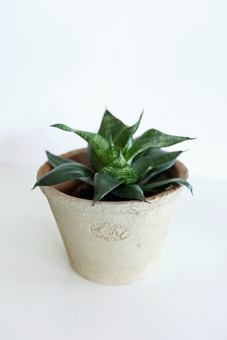 'Zeylonica' Snake Plant (Sansevieria)