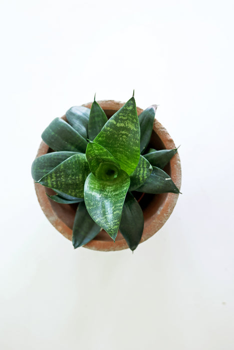'Zeylonica' Snake Plant (Sansevieria)