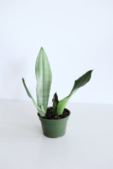 'Moonshine' Snake Plant (Sansevieria)