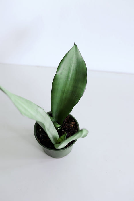 'Moonshine' Snake Plant (Sansevieria)
