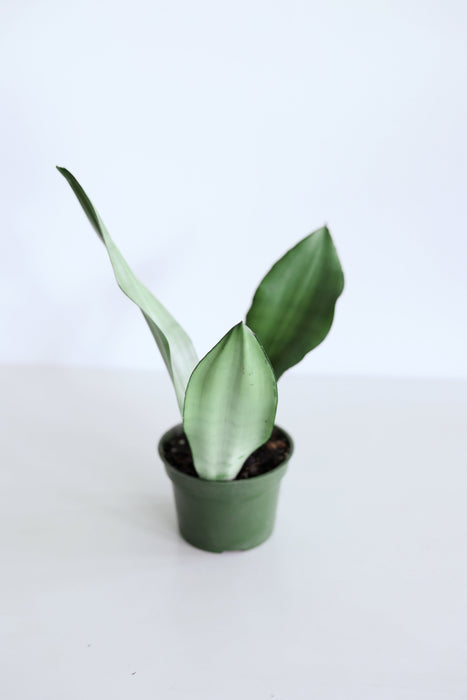 'Moonshine' Snake Plant (Sansevieria)